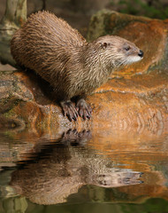 The European Otter (Lutra lutra).