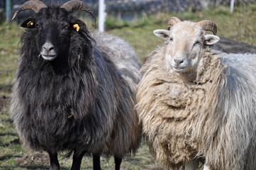 Obraz premium Heidschnucken