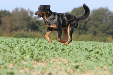 allure gaie du beauceron - berger de Beauce