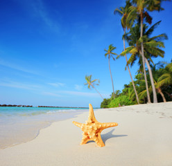 Fototapeta na wymiar Paradise na Malediwach z rozgwiazdy na plaży i morze turkusowe