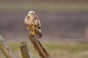 buzzard on a pole