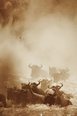 The great migration of wildebeest