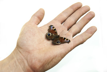 butterfly on hand