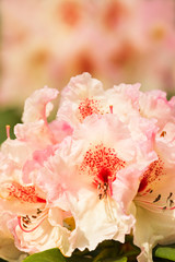 Rhododendron flowers in spring