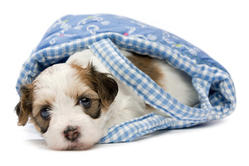 Cute havanese puppy dog is lying in a mini basket