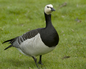 Barnacle goose
