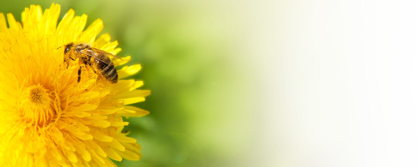 Honey bee collecting nectar from dandelion flower.