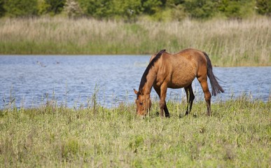 Draft horses