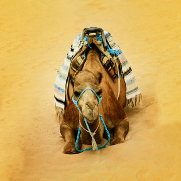 camel in desert