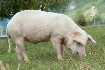 Closeup on pig eating