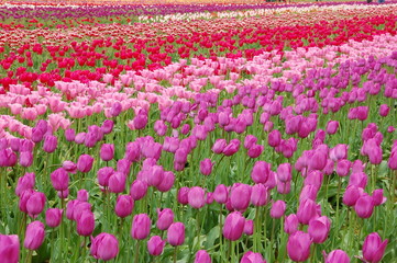 Fototapeta premium Tulip Field in Spring