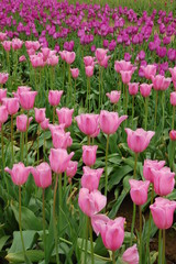 Tulip Field in Spring