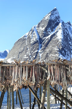 Hamn&oslash;y's mounts and stockfish