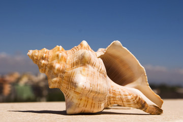 concha marina, moluscos