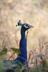 peacock in jungle