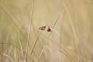Butterflies in the grass