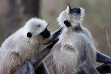 Langur monkey couple grooming