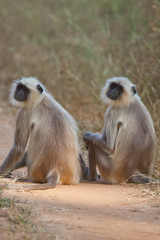 Langur monkey couple