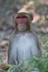 Rhesus macaque