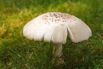 Wild Mushroom (Amanita Rubescens) Growing in a Grass Lawn