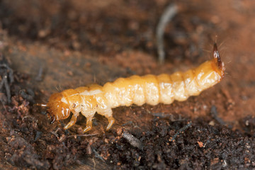 Cardinal beetle larvae (Pyrochroa coccinea)