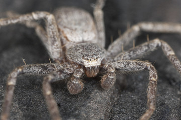 Hunting spider on wood, macro photo