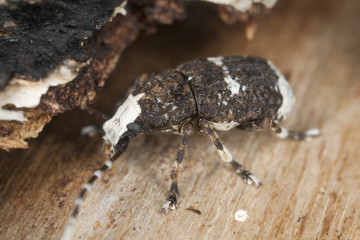 Paprastasis netikrastraublis sitting on wood, extreme close-up
