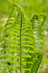 Young Fern Growing in the Forest in the Spring