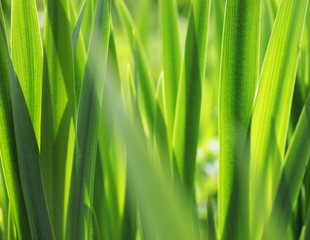 Fresh green grass with water droplet in sunshine