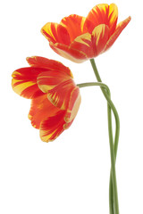 Obraz premium tulip