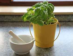 Green basil plant in a yellow bucket with mortar and pestle