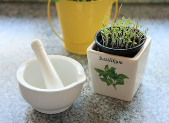 Young basil plants with mortar and pestle