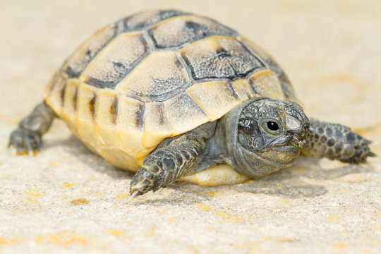 juvenile of spur-thighed turtle  / Testudo graeca ibera