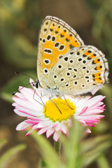 Lycaena tityrus / Blue Sooty Copper butterfly close-up