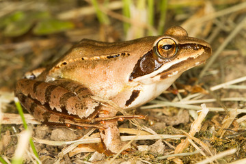 Agile Frog - Rana dalmatina on the ground - close-up