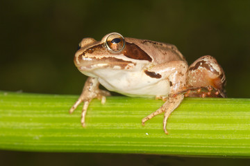 Agile Frog - Rana dalmatina on branch - close-up