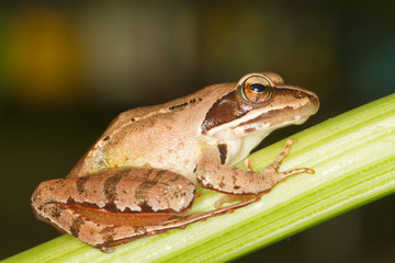 Agile Frog - Rana dalmatina on branch - close-up