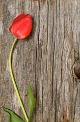 red tulip on wooden background