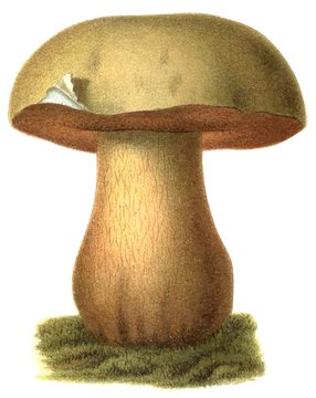 Poisonous mushroom Boletus satanas
