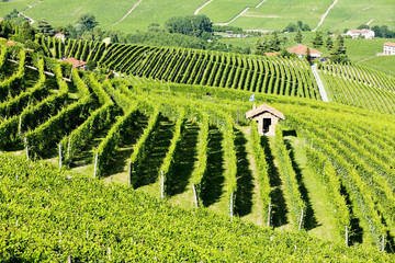 vineyars near Barolo, Piedmont, Italy