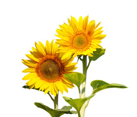 sunflowers isolated on white
