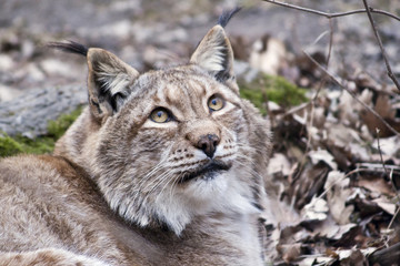 Lynx