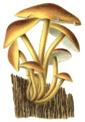 Poisonous mushroom Hypholoma fasciculare
