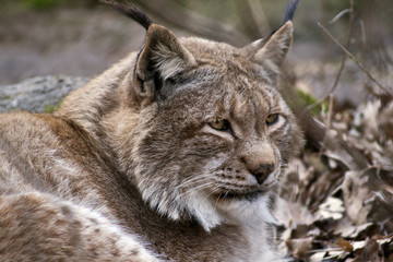 Lynx