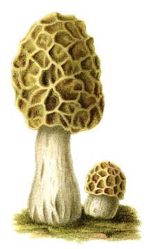 Edible mushroom Morchella
