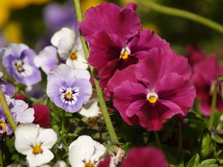 Obraz premium Pensées