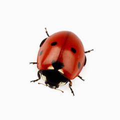 Beauty ladybug in closeup