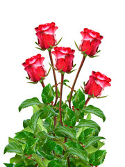 rose isolated on white background