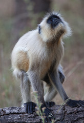A common langur monkey in India
