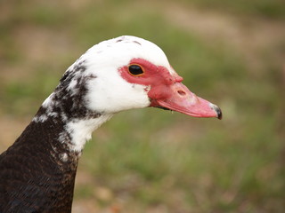 Portrait d'un canard